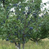 Listovi šljive požute: šta učiniti